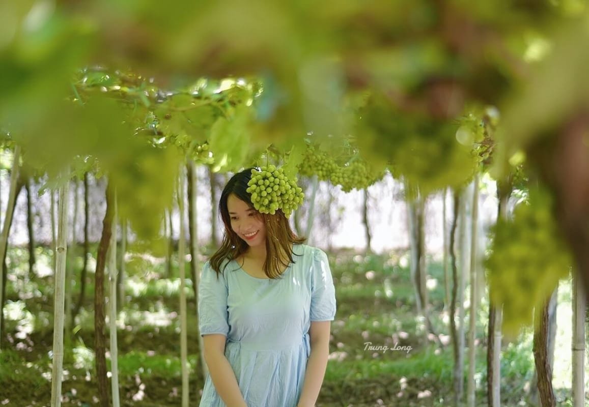 Tham quan một vườn nho xanh tại làng nho Thái An Ninh Thuận [Ảnh: Trung Long]