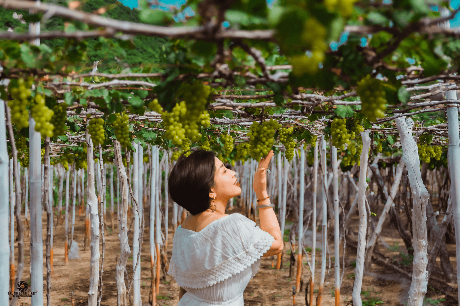 Mồ hình trồng nho tại làng du lịch sinh thái nho Thái An Ninh Thuận. Ảnh: Trung Long