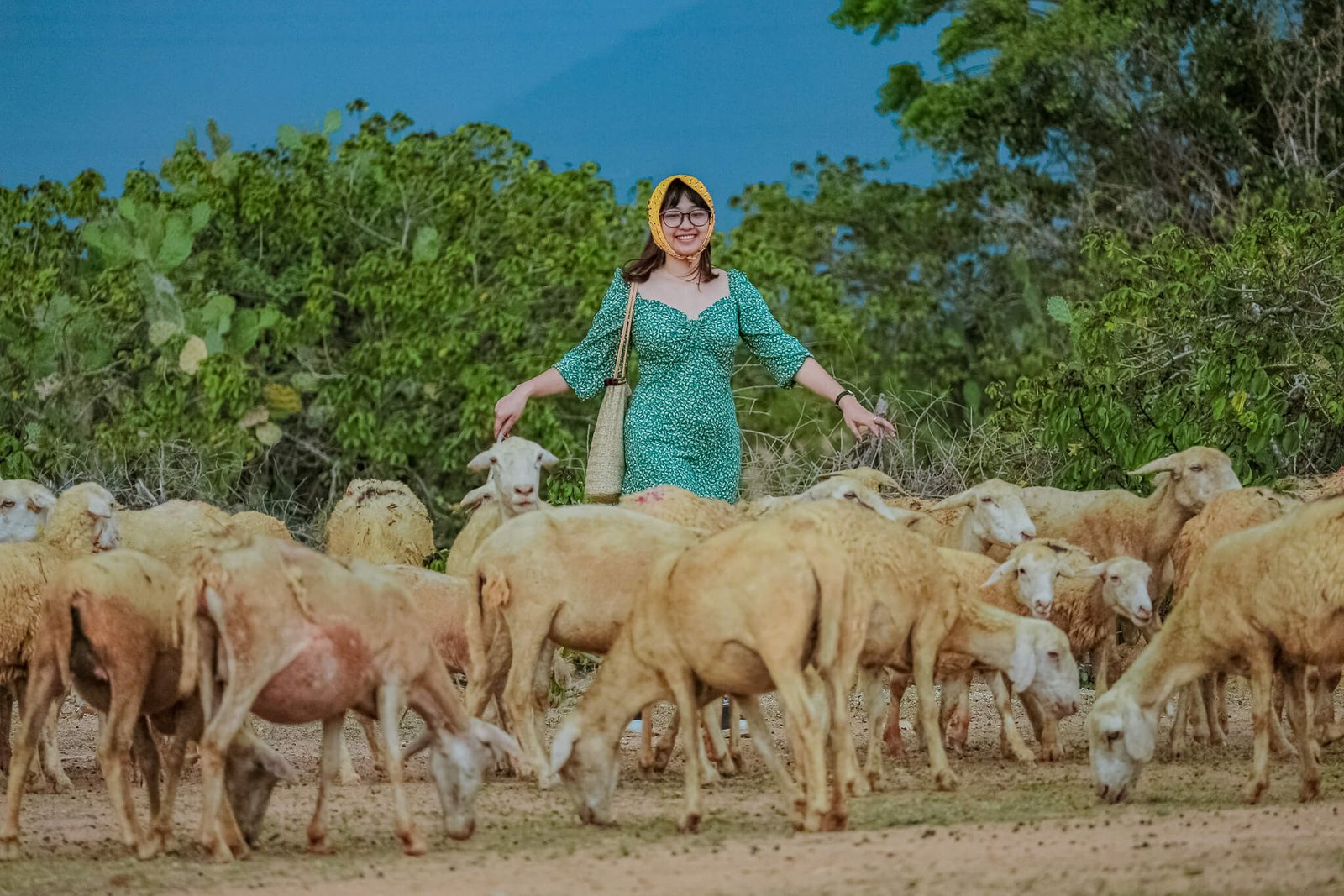 Đến thôn An Hòa bạn dể dàng bắt gặp những đàn cừu như thế này. Ảnh: Trung Văn Nguyễn
