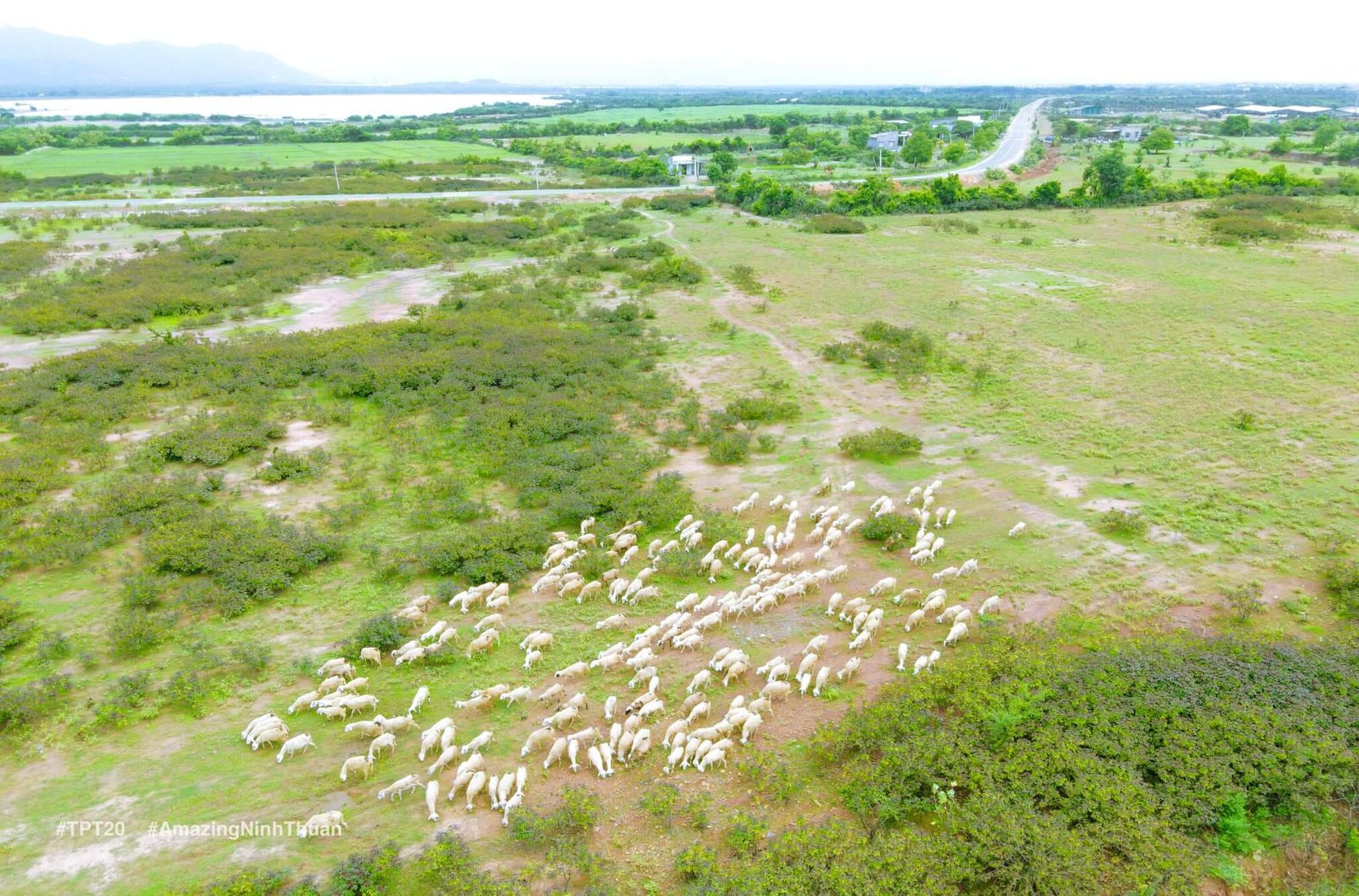 Cừu ở An Hòa được thả trên nhưng bãi cỏ rộng lớn như thế này. Ảnh: Trần Phương Trình